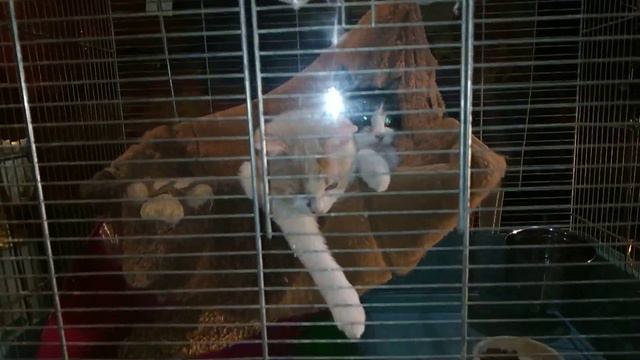 В магазине декора в центре Одессы котят запирают на ночь в клетке для птиц смотреть онлайн