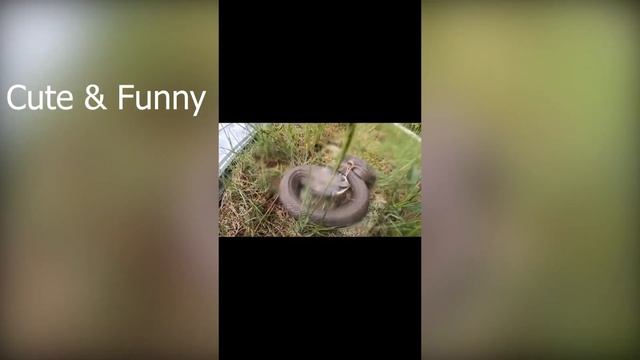 CRAZY Snakes Attack Compilation 2021??? смотреть онлайн