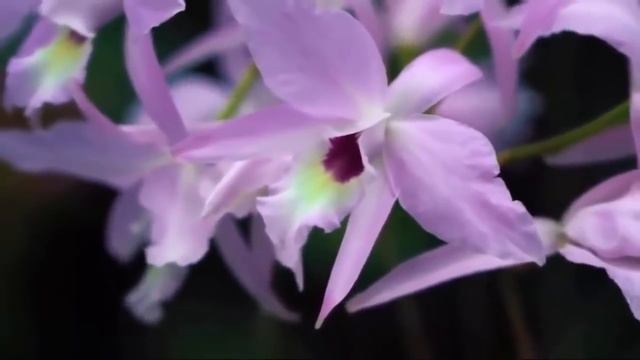 Прикасаясь к прекрасному - Романтическая музыка/ Touching the beautiful - Romantic music смотреть онлайн