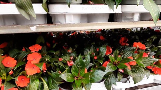 Какие цветы⚘🌼🌹 выращивают в Германии?Очень красиво и привлекательно👌💥Super👍 смотреть онлайн