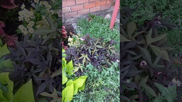 ШИКАРНАЯ КЛУМБА В КОНЦЕ ЛЕТА.. смотреть онлайн