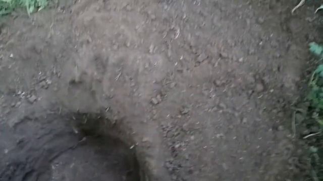 видео подготовки ямы для посадки куста винограда 2020г смотреть онлайн