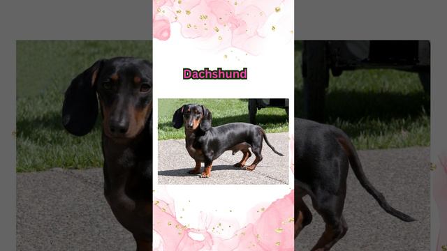 English vocabulary , Type of dog #study #english #learning #antonyms #cookingverbs #animals #dodger смотреть онлайн