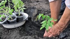 Выращивание помидоры на сухарях и никакой подкормки. Настоящая находка для дачника и огородник