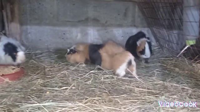 Обзор моих морских свинок и декоративных кроликов