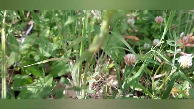 Quercus Suber/Grisette Mushroom (Meşe Mantar) #food #mushroom
