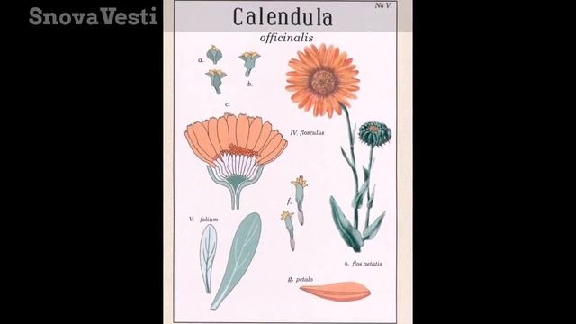 Открытки польские "Винтажные цветы" Postcards Polish "Vintage Flowers" смотреть онлайн