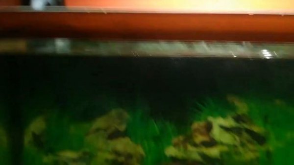 Самодельный фитофильтр,своими руками