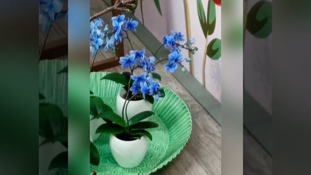 Мой поход в парк тюльпанов Keukenhof! смотреть онлайн