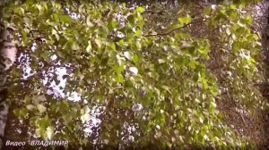 Михаил Колчин- Берёзы  (муз..сл.-  М. Колчин ).