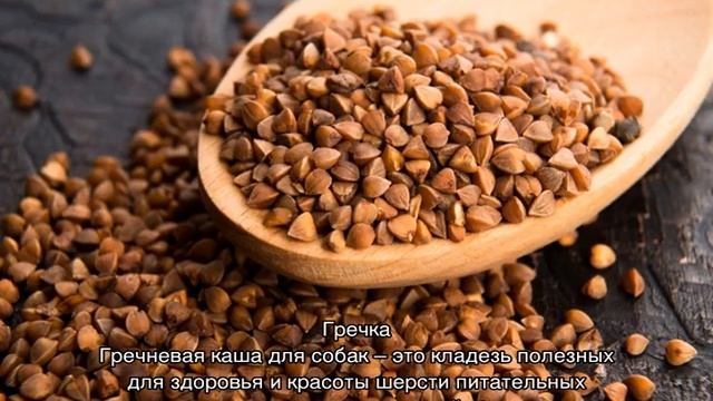 Какие крупы можно давать собакам: можно ли давать кашу смотреть онлайн