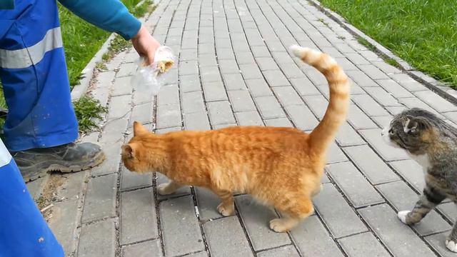 Кот моет яйца горячим чаем смотреть онлайн