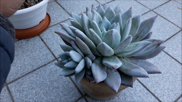 Echeveria colorata ‘Mexican Giant’ смотреть онлайн