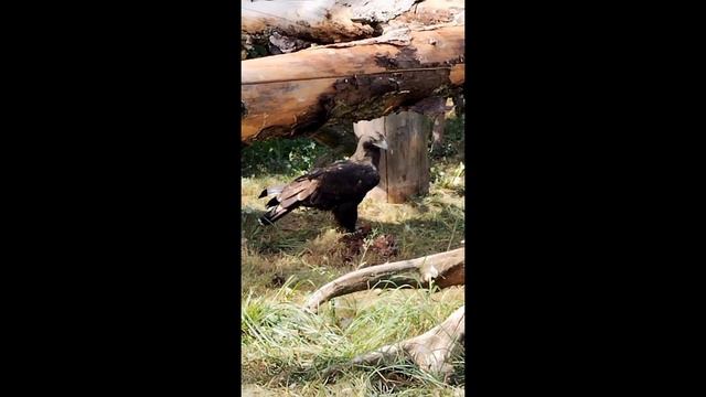 №4048 12 09 2023 Хищные птицы смотреть онлайн