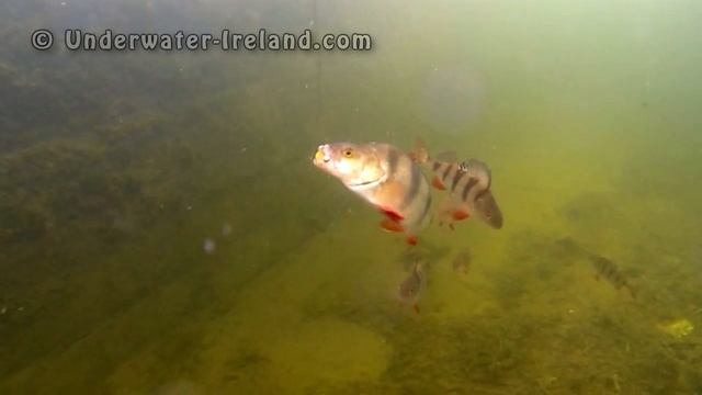 Fishing with lures: perch attacks Awaruna. Underwater camera. Рыбалка: окунь и аваруна. смотреть онлайн
