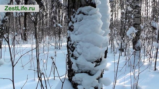 Русская зима. Прогулка в зимний лес. смотреть онлайн