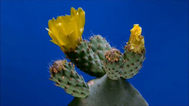 DESERT WIND - original by Jimmy G смотреть онлайн