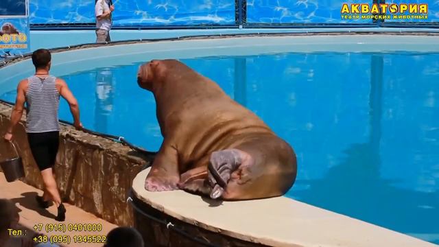 МОРЖИ смотреть онлайн