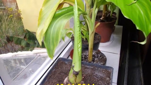 50 Początki - Alocasia x calidora . Przyrost liścia . ciekawerosliny.pl смотреть онлайн