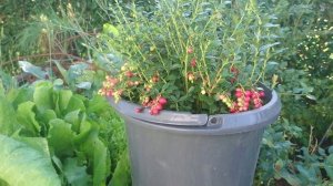 Выращивание брусники в горшках, урожай