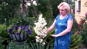 ЮККА НИТЧАТАЯ - ВЫРАЩИВАНИЕ, ЦВЕТЕНИЕ, УХОД, РАЗМНОЖЕНИЕ!!! ЧАСТЬ 1 /Yucca filamentous