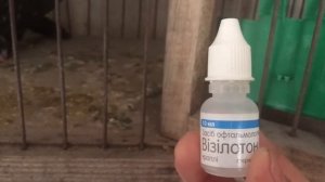 Воспаление века и конъюнктивы глаза у голубей.