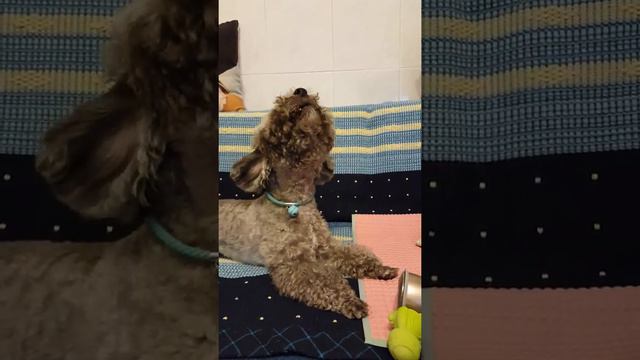 小寶寶要唱歌仔唷^^ singing poodle смотреть онлайн
