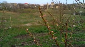 Болезни и вредители персика