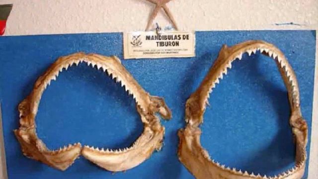 Museo del Mar de San Pedro del Pinatar смотреть онлайн