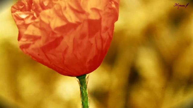 85 Сура Аль-Бурудж (Созвездия зодиака). Сальман аль-Утайби смотреть онлайн