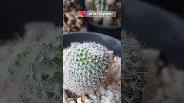 Mammillaria Hahaniana | How To Grow Cactus - Old Lady Cactus #cactus #mammillaria #ytshorts смотреть онлайн