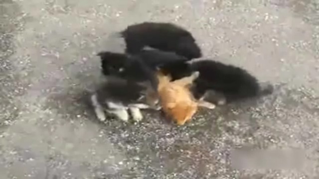 Стая собак напала на кошку! смотреть онлайн