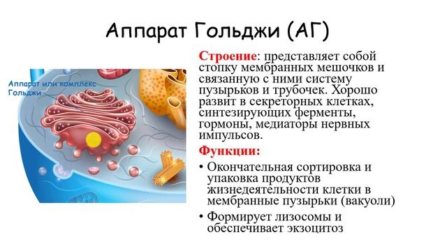 СТРОЕНИЕ КЛЕТКИ. цитоплазма. одномембранные органоиды смотреть онлайн