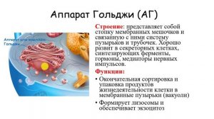 СТРОЕНИЕ КЛЕТКИ.  цитоплазма.  одномембранные органоиды