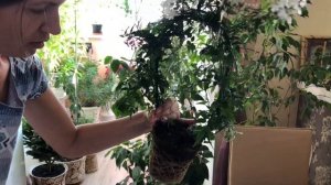 КОМНАТНЫЕ ЦВЕТЫ | Уход за комнатным жасмином