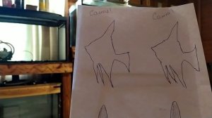 Как определить пол у скалярии. Скалярия самец или самка .