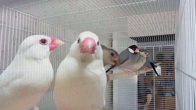 Java finch ka Future kiya hoga | java sparrow business | java finch future 2023 смотреть онлайн