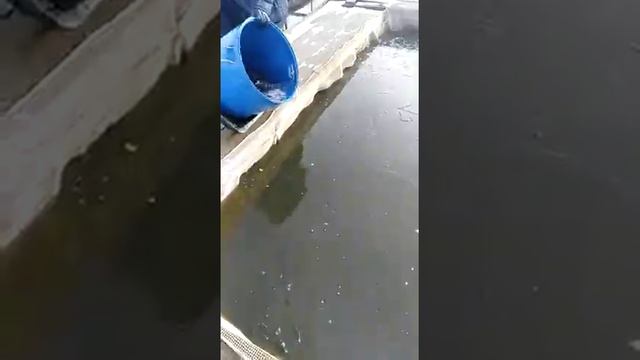Завоз форели в КРХ Парамоново смотреть онлайн