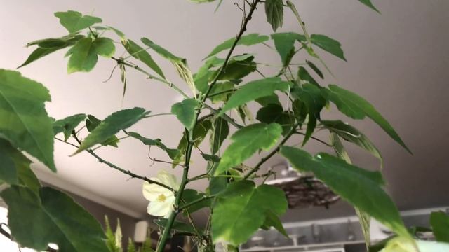 САМЫЙ НЕПРИХОТЛИВЫЙ И КРАСИВЫЙ КОМНАТНЫЙ ЦВЕТОК АБУТИЛОН смотреть онлайн