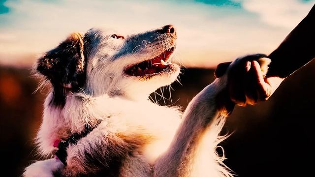 Собака лучший друг человека (причины) [Почему собака лучший друг человека] смотреть онлайн