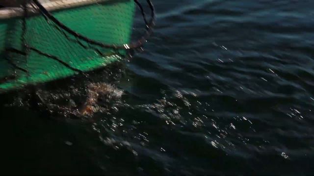 La remise à l'eau : Devenez un PRO смотреть онлайн