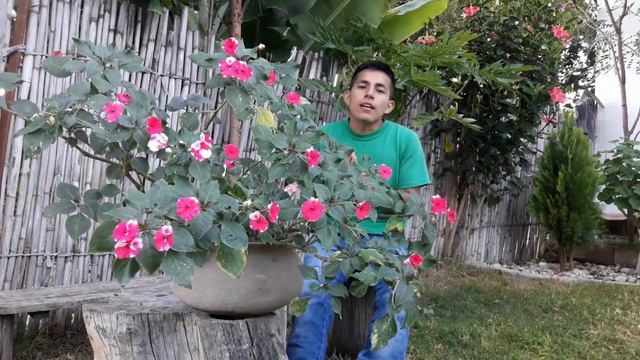 Consejos Para Cultivar la Flor De La Alegria смотреть онлайн