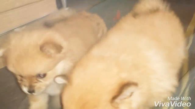 Pomeranian Spitz / Мои маленькие детки/ Померанский шпиц / Померанський шпіц