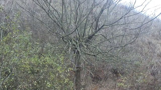 Ловля крапивника. смотреть онлайн
