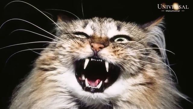 O'Z EGASINI VAXSHIYLARCHA O'LDIRGAN UY HAYVONLARI // VAXSHIY HAYVONLAR смотреть онлайн