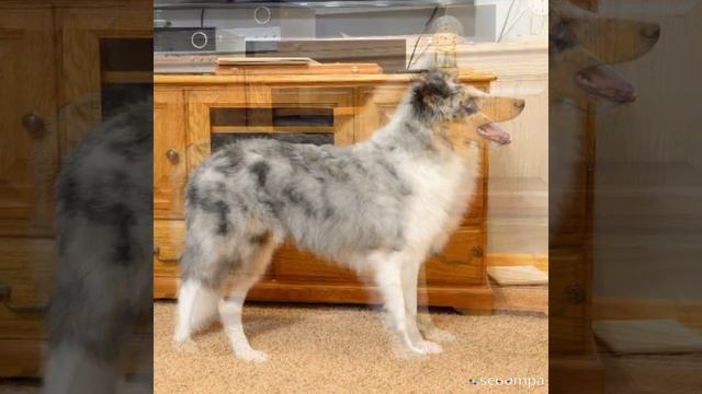 Blue merle rough collie - the first 9 months смотреть онлайн
