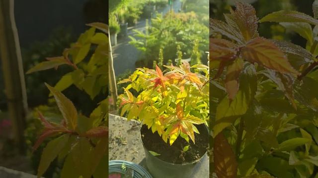 краткий обзор спирея японская файрлайт . смотреть онлайн