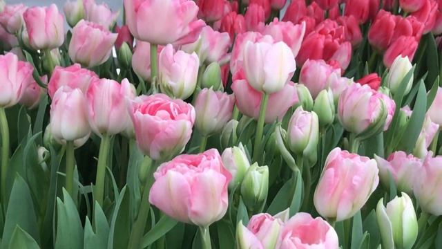 Выгонка тюльпанов. Сорт Angelique (Сорт Анжелика) смотреть онлайн
