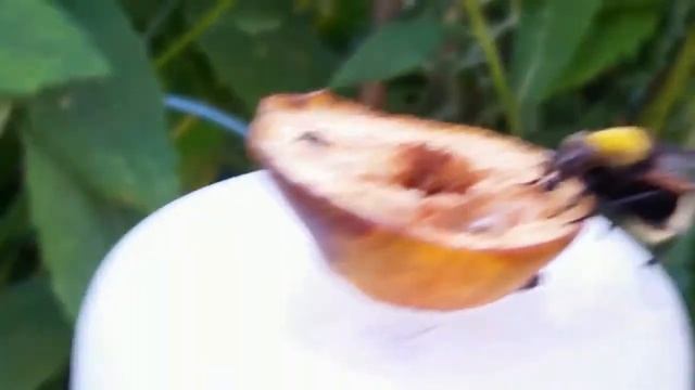 Муха - Шмель / Журчалка шмелевидная (Volucella bombylans) смотреть онлайн