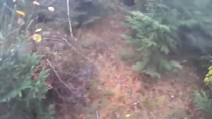 Жесть подборка охоты на диких кабанов